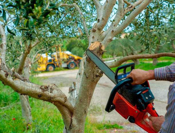 Best Commercial Tree Services  in Winter Springs, FL